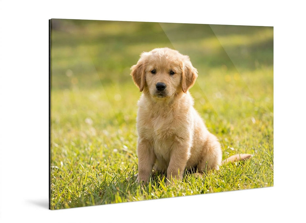 Fotografía con acrílico mascotas